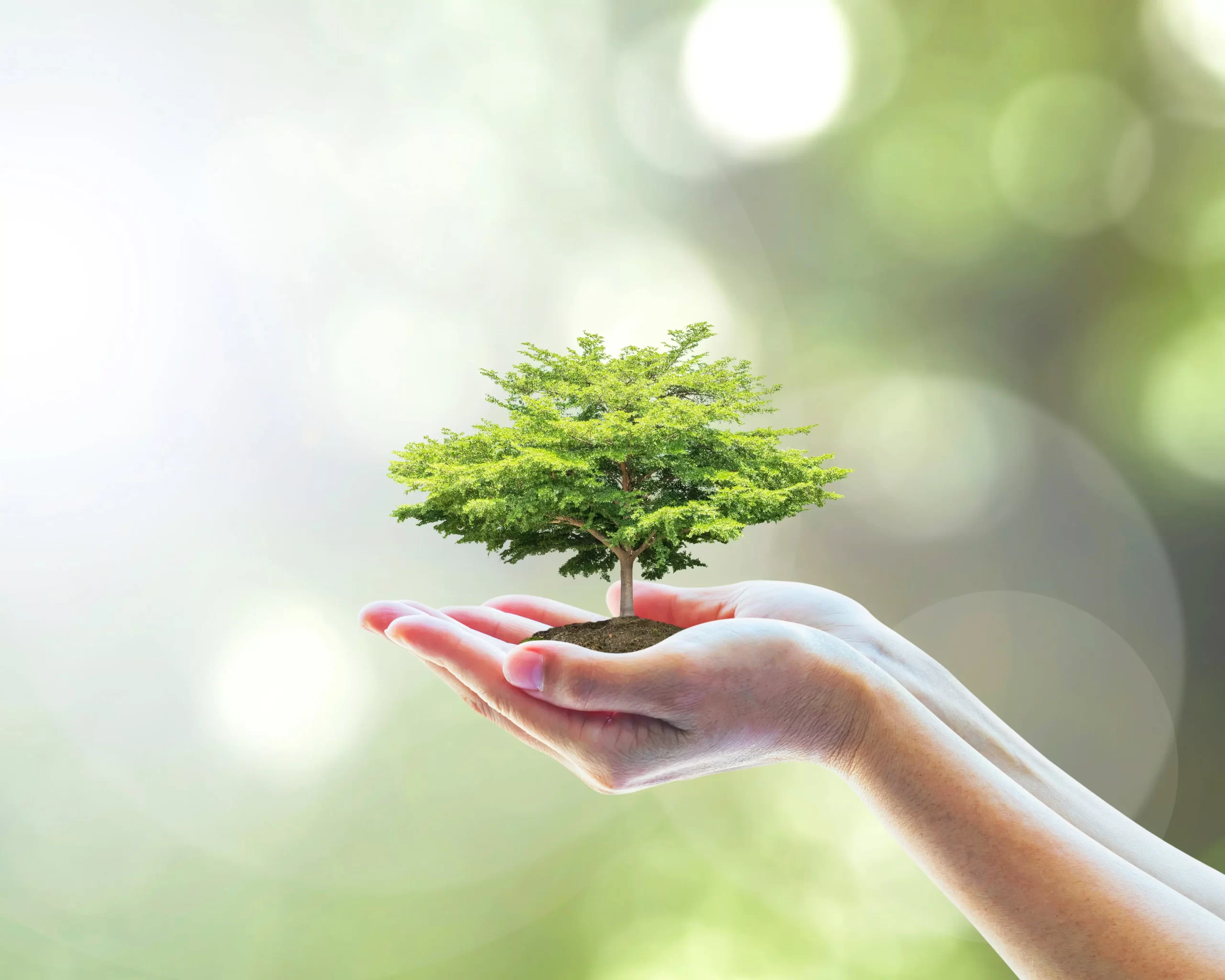 shutterstock_300920345-min Mãos a segurar uma pequena árvore verde